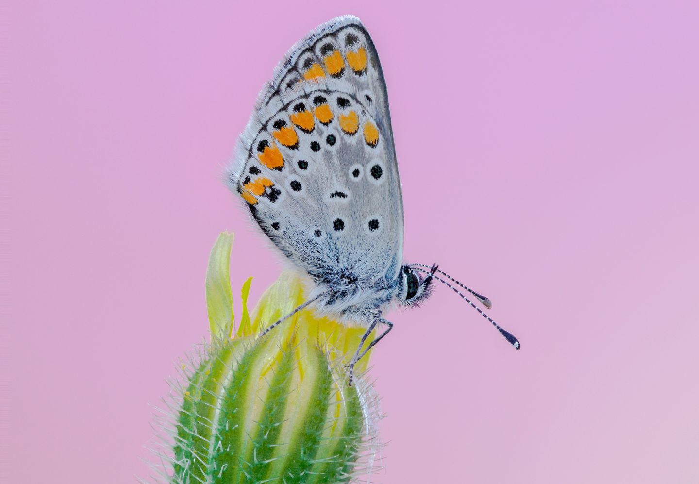 Lycaenidae - Aricia agestis